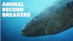 Animal Record Breakers