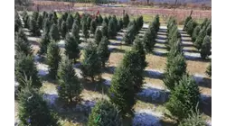 Road Trip Close to Home: Yorktown Heights farm delivers holiday magic