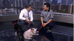 Referee Dan Schachner introduces puppies who will be part of Puppy Bowl XXII
