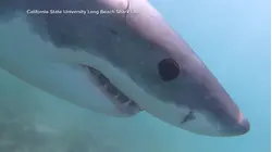 Shark sightings on both coasts reach record levels