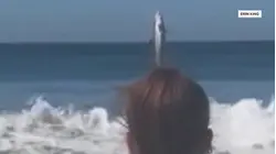 Watch: Shark Photobombs Friends Making Video on the Beach