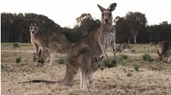 Baby Kangaroo and Lemur