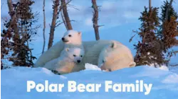 Polar Bear Family