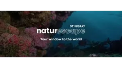 Forest in the Sea