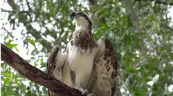 Aerial Hunters