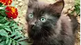 Baby Animals in Our World