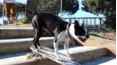 Animals Unscripted