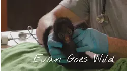 Monkeys of the Amazon