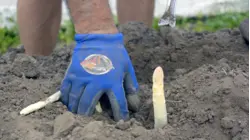 How Farmers Transform Green Asparagus Into White Gold