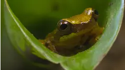 Frog Kitchen