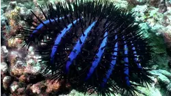 Searching for Zebra Sharks in the Indian Ocean