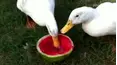 We Heart Animals