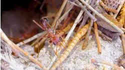 Stung by a Bulldog Ant! / I Found a Batfish!