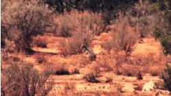 South Rim To Colorado City