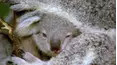 Baby Animals and Friends