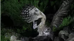 Siberia's Wild Year