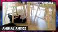 Animals Undercover