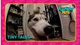 Countdown: The Funniest Pets