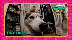 Countdown: The Funniest Pets | Tiny Tails