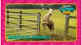 Countdown: The Funniest Pets