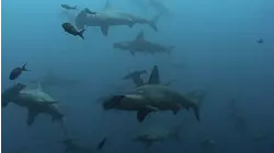 Bottom-Dwelling Sharks