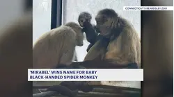 Public picks Mirabel as name for Beardsley Zoo's baby spider monkey