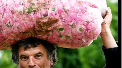 Why Bulgarian Rose Oil Is So Expensive