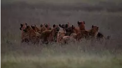 On the Defence