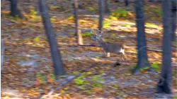 Growing Deer S12:E52 "Hunting the Pre-Rut: A Strategy That Worked"