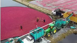 Cranberry bog tours return in Burlington County as harvest kicks off