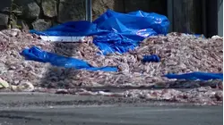 Calamari Calamity: Thousands of Pounds of Squid Spill on Road