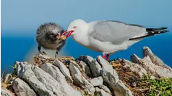 Kaikoura