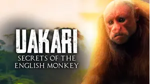 Uakari: Secrets of the English Monkey
