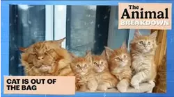The Animal Breakdown | Cat Is Out of the Bag