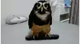Best Pets of the Month