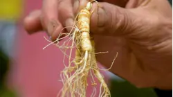 Why Wild Ginseng Is So Expensive