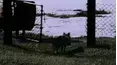 Funniest Pets & People
