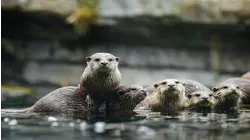 Baby Animals: Orangutan, Otter, Zebra, Macaque