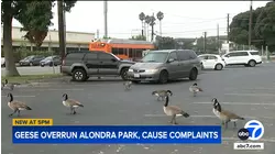 Canadian geese population booms at park in Lawndale due to improper feeding habits