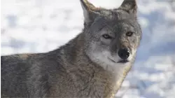 Endangered red wolf arrives at North Carolina Zoo