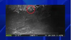 First river otter spotted in The Bronx after nearly 100 years
