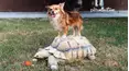 The Pet Collective | TPC Theatre