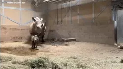 Baby rhino born at Fresno Chaffee Zoo