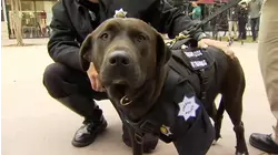Meet Savannah, Fresno Police's first-ever therapy dog