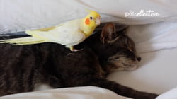 Pet Obsessed | Come At Me Bro