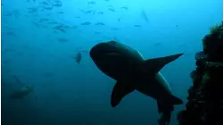 The Big Blue