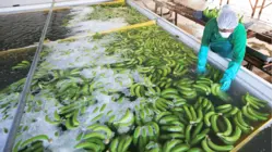 Why The World's Most Popular Banana May Go Extinct