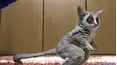 Animals Unscripted