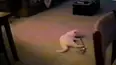 Funniest Pets & People