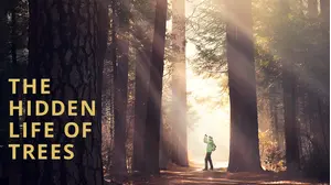 The Hidden Life of Trees